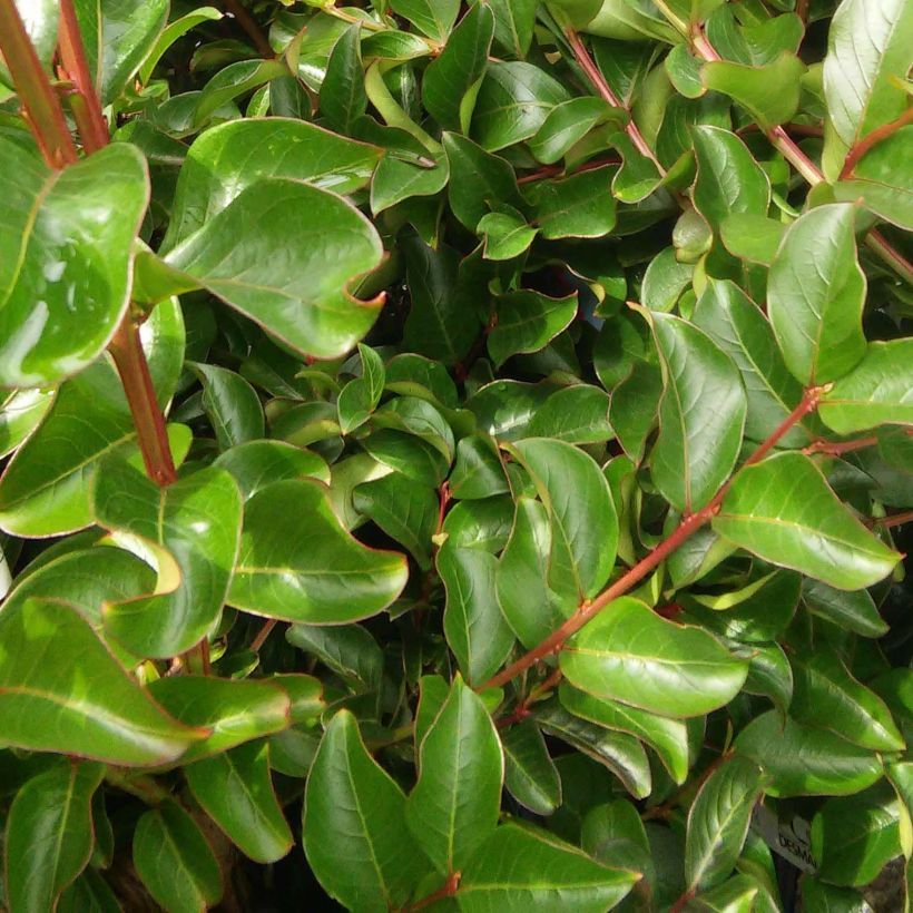 lagerstroemia indica Violet d'Eté indyvio - Lilas des Indes violine (Foliage)