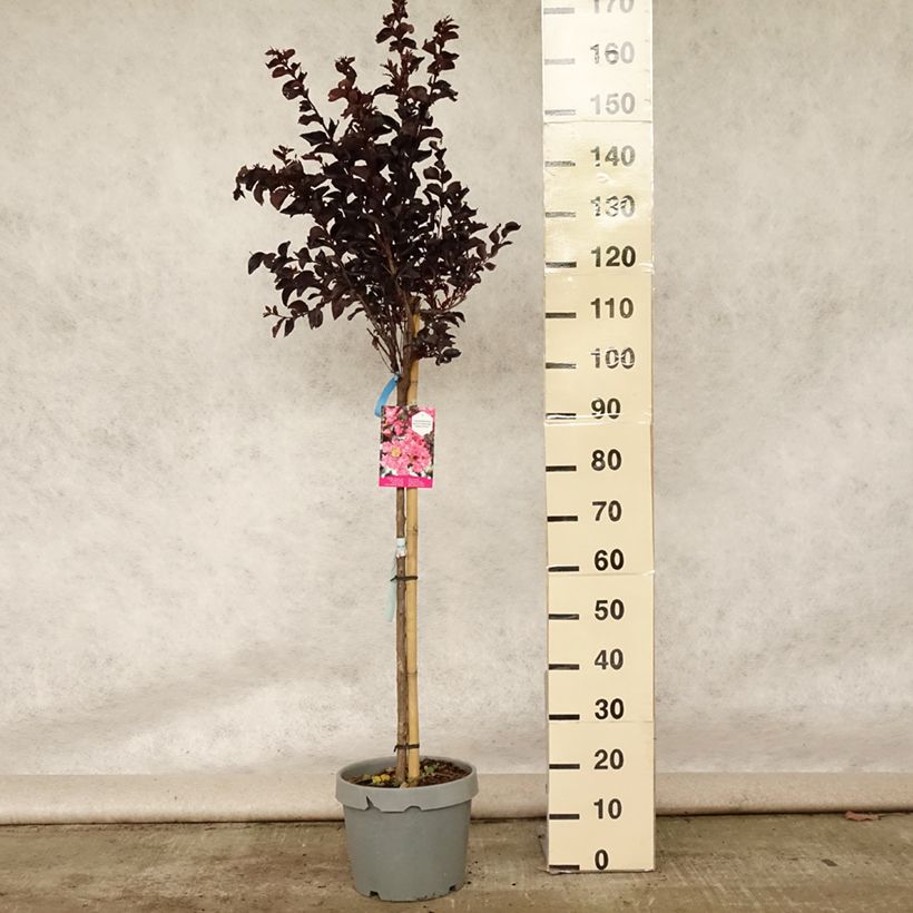 Example of Lagerstroemia indica Black Solitaire (Black Diamond) Shell Pink - Lilas des Indes Pot de 7,5L/10L, Demi-Tige as you get in ete