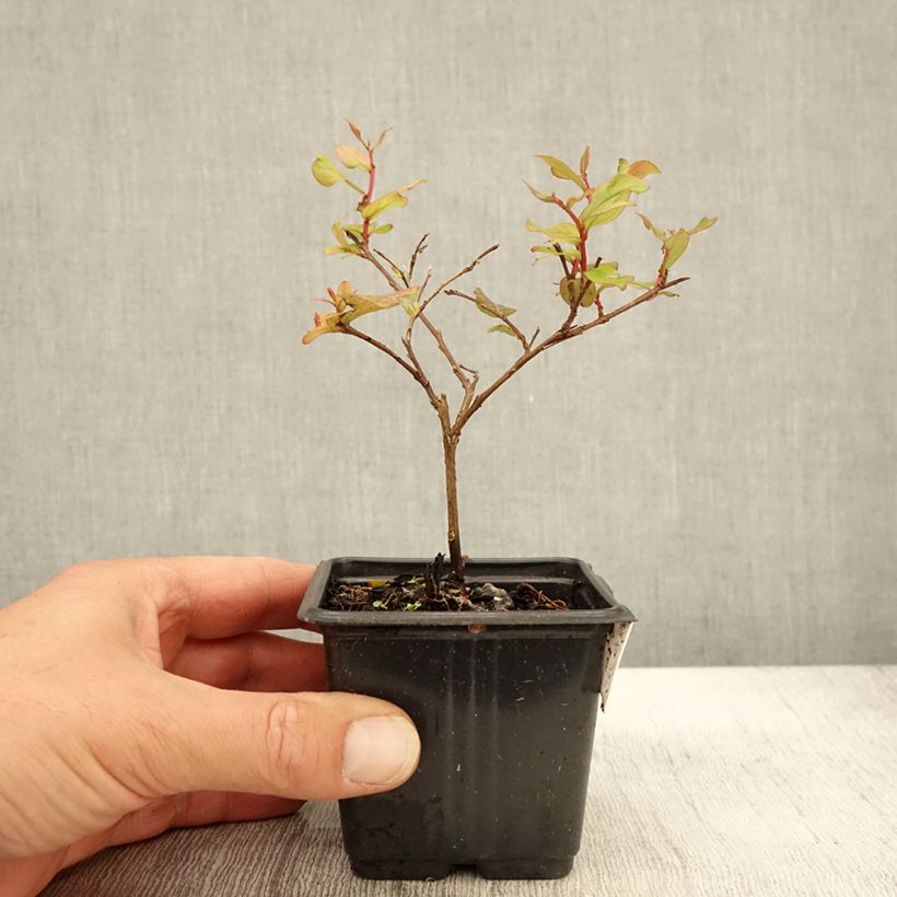 Example of Lagerstroemia indica Cherry 'Lelaro' (Bouquet Rouge) - Lilas des Indes  Godet de 8/9 cm as you get in automne