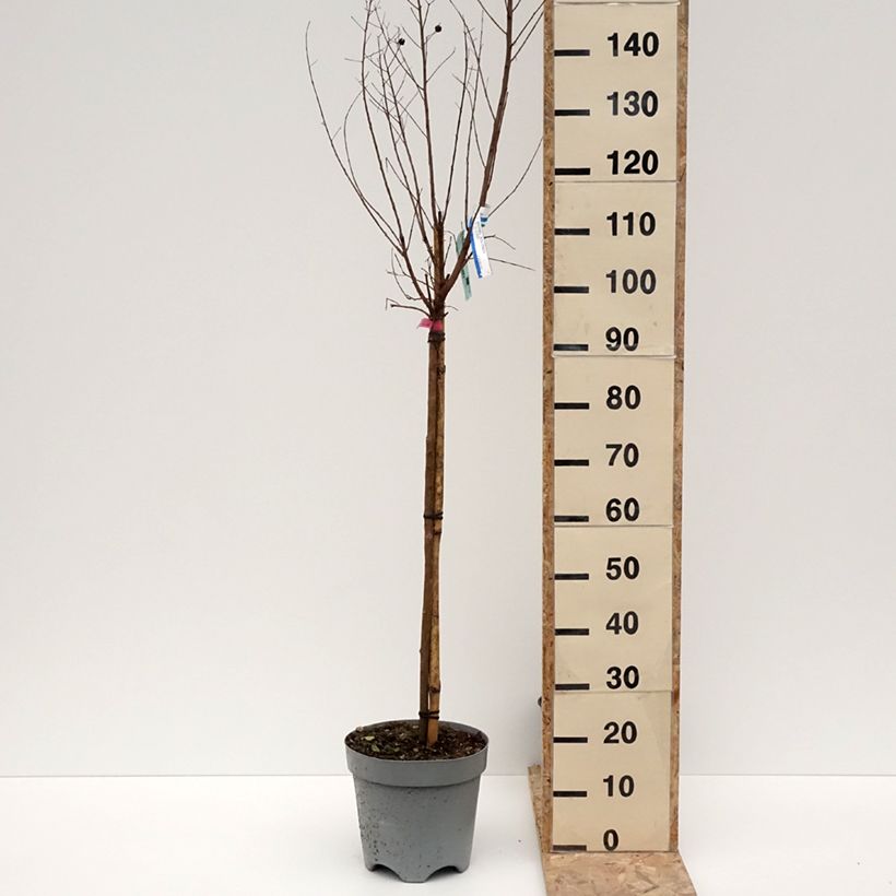 Example of Lagerstroemia indica Dynamite  - Lilas des Indes Pot de 7,5L/10L, Tige as you get in hiver