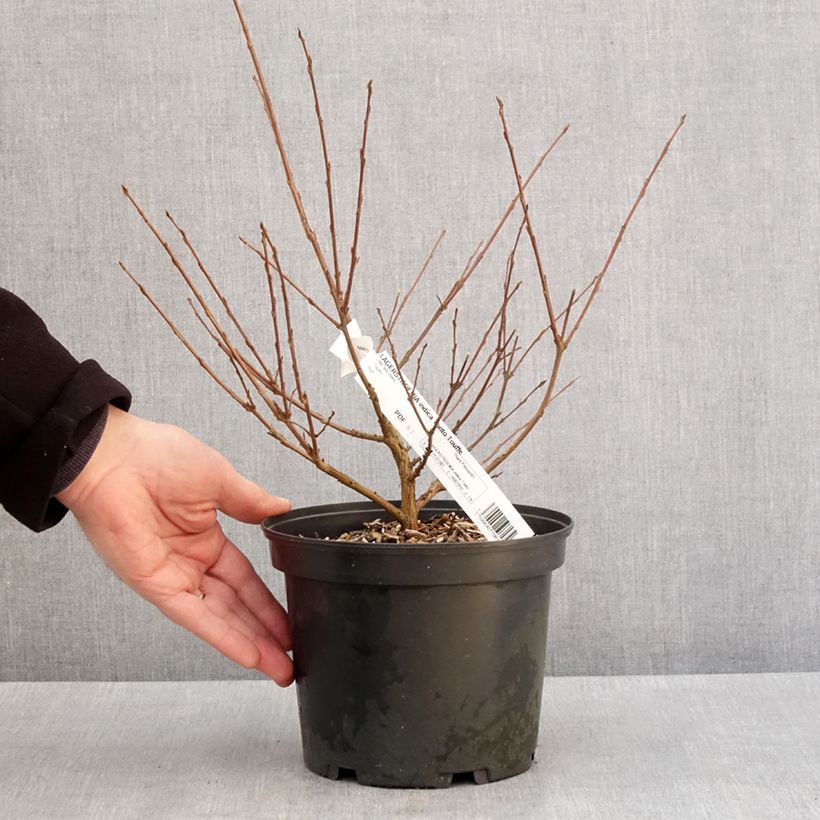 Example of Lagerstroemia indica Summer Charm Tonto - Lilas des Indes  Pot de 3L/4L as you get in hiver