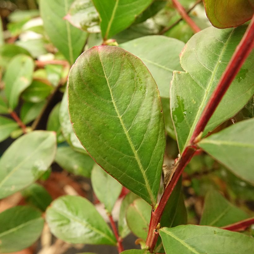 Lagerstroemia indica Terrasse Rouge - Lilas des Indes (Foliage)