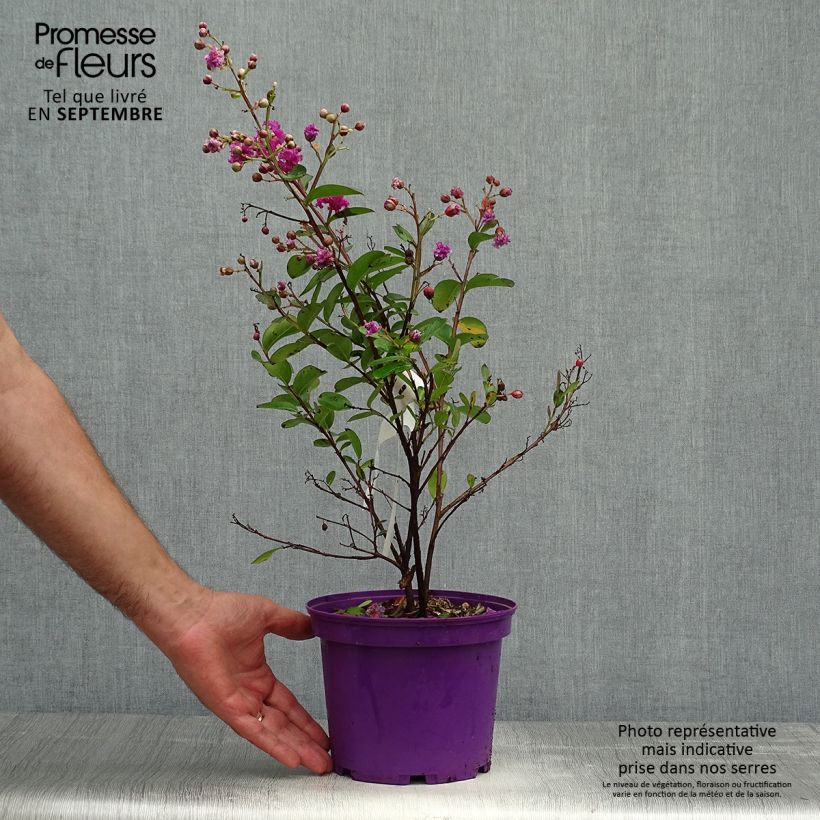 Example of lagerstroemia indica Violet d'Eté indyvio - Lilas des Indes violine Pot de 3L/4L as you get in automne