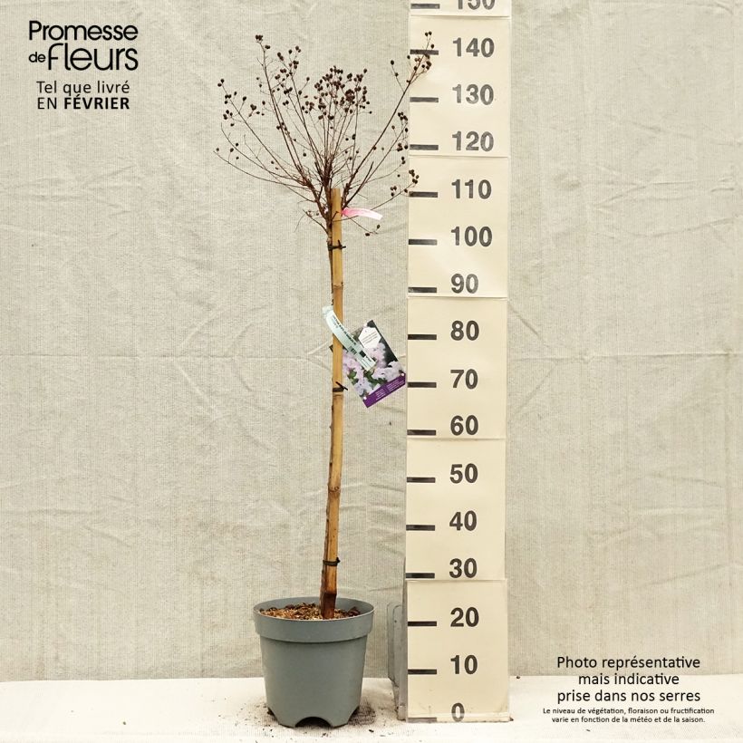 Example of Lilas des Indes 'With Love Babe' Pot de 7,5L/10L as you get in hiver
