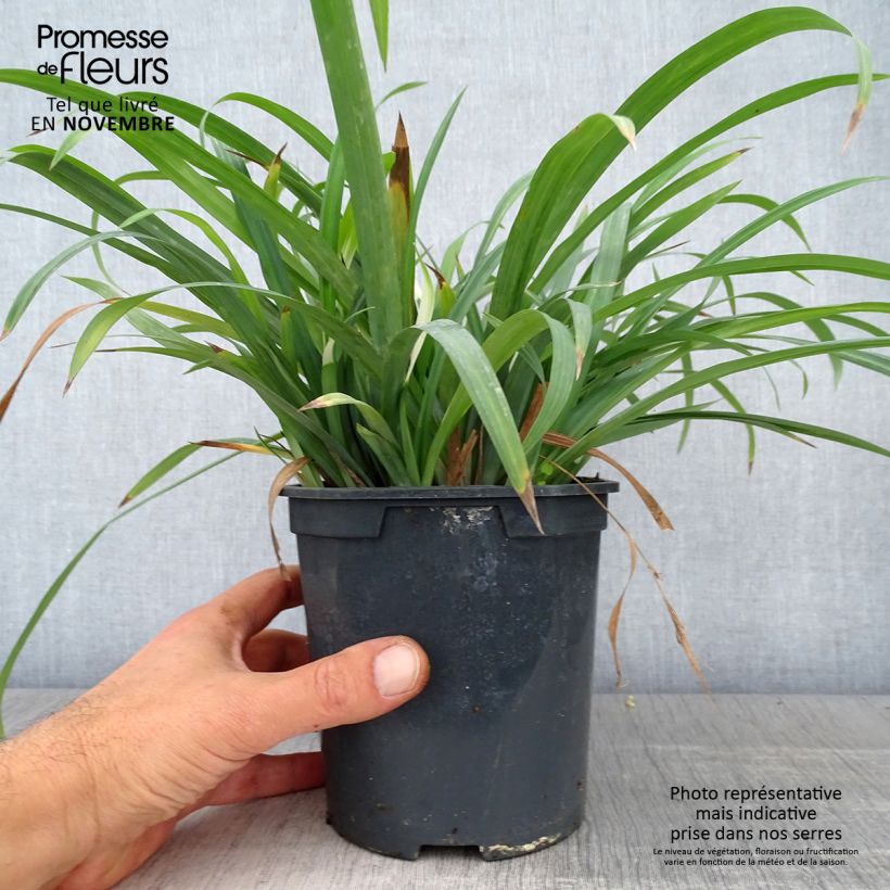 Example of Laîche Bunny Blue Pot de 2L/3L as you get in automne