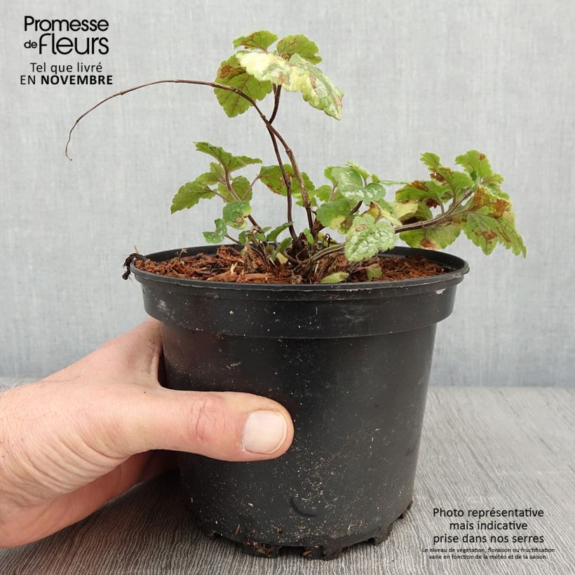 Example of Lamiastrum galeobdolon Florentinum - Lamier doré Pot de 2L/3L as you get in automne