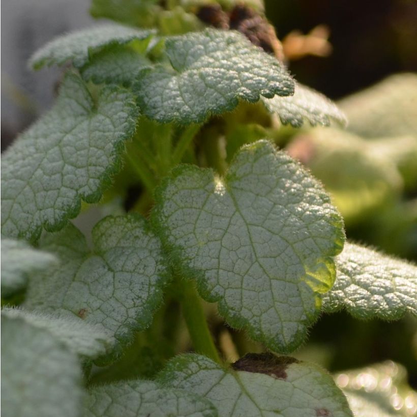 Lamium maculatum White Nancy - Lamier blanc (Foliage)