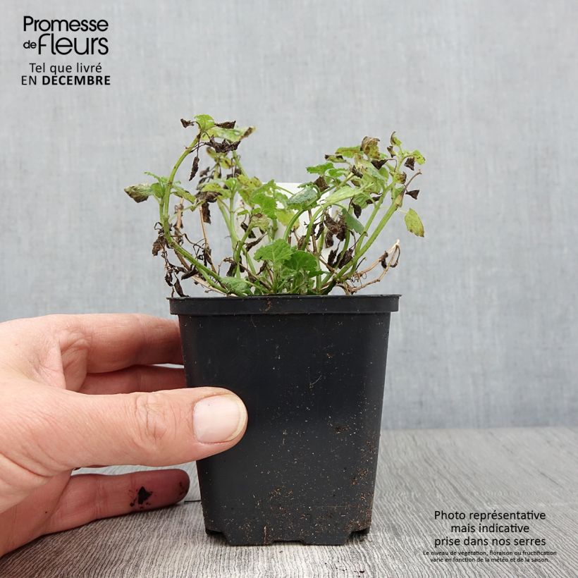 Example of Lamium maculatum Album - Lamier maculé Godet de 8/9 cm as you get in automne