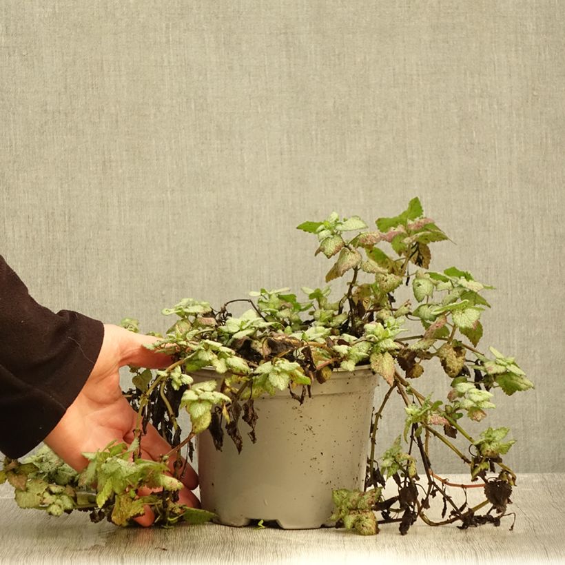 Example of Lamium maculatum Red Nancy - Lamier maculé Pot de 2L/3L as you get in automne