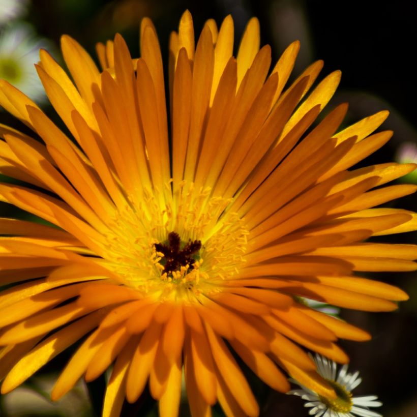Lampranthus aurantiacus à fleurs jaunes - Ficoïde orange (Flowering)