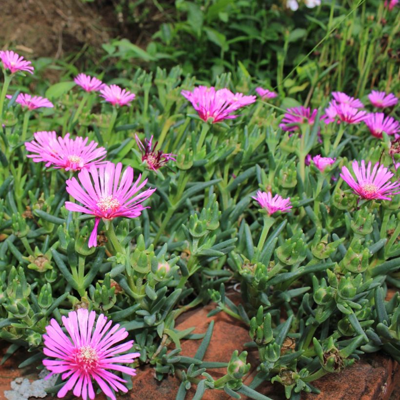 Lampranthus aurantiacus Fleurs roses - Ficoïde orange à fleurs roses (Plant habit)