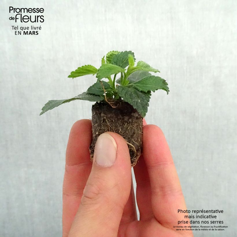 Example of Lantana camara Gem Diva Pink Mini-motte Ø 3/4 cm as you get in printemps