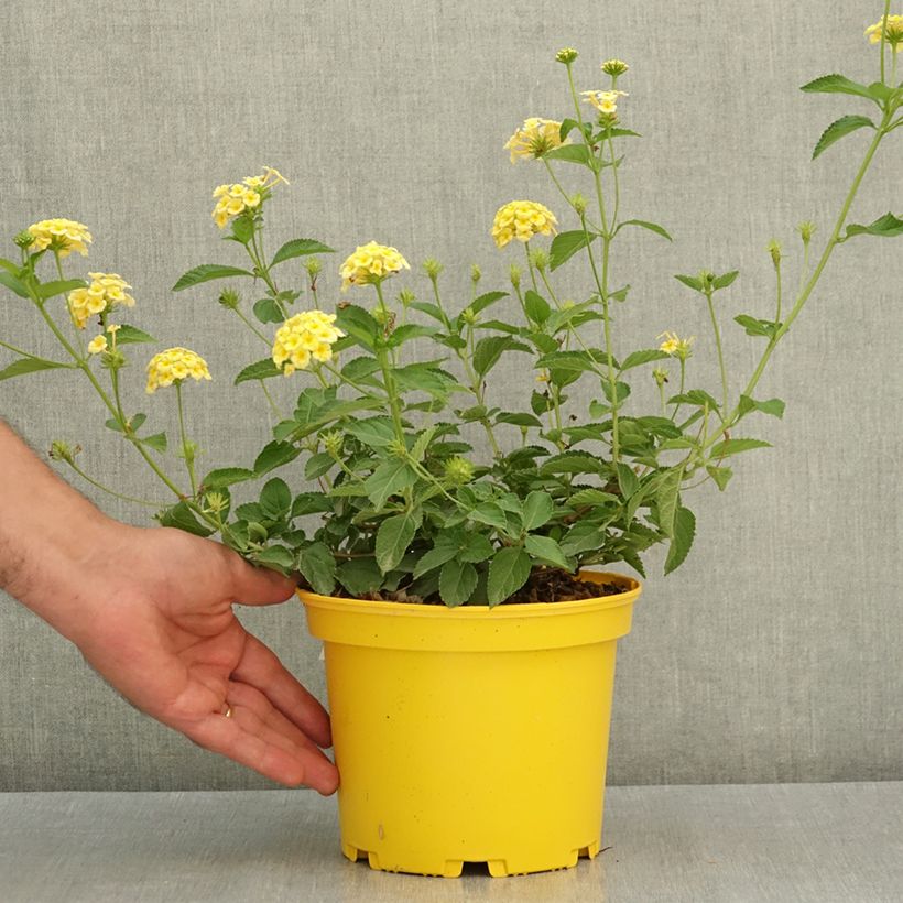 Example of Lantana Chapel Hill Yellow Pot de 2L/3L as you get in ete