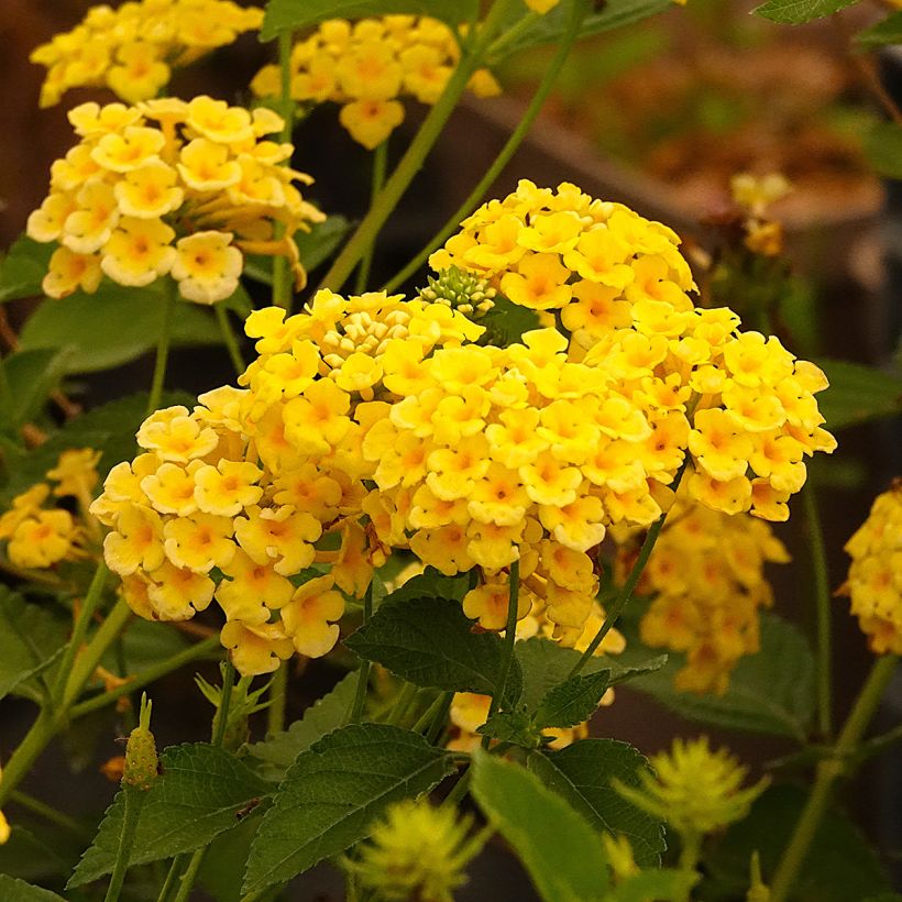 Lantana Chapel Hill Yellow (Flowering)