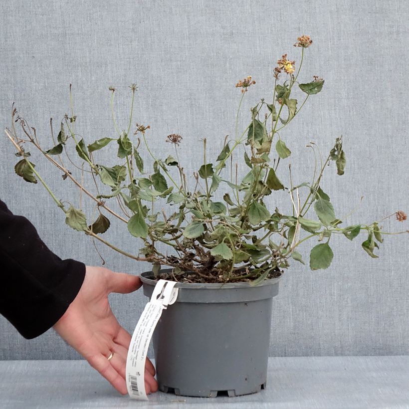 Example of Lantana Sunny Side Up Pot de 2L/3L as you get in hiver