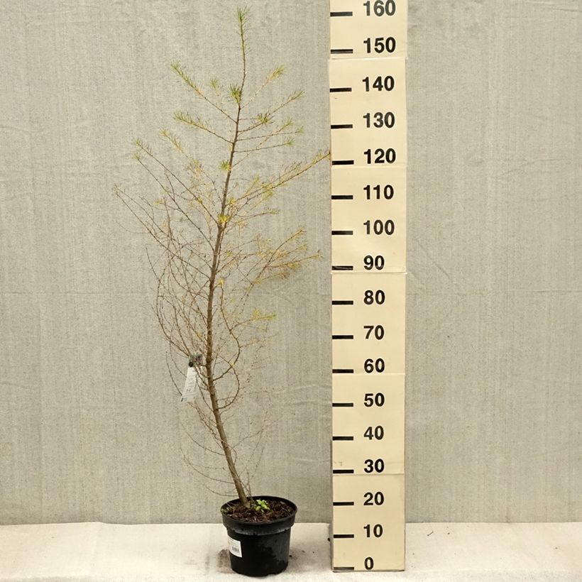 Example of Larix decidua - Mélèze d'Europe Pot de 4L/5L as you get in automne