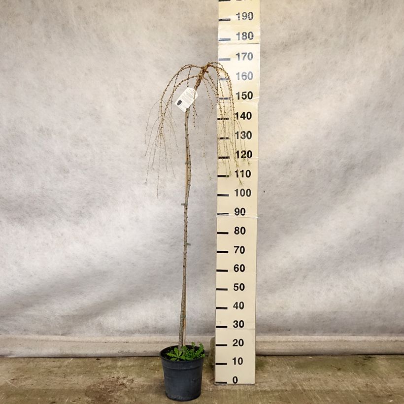 Example of Larix decidua Pendula - Mélèze commun pleureur Pot de 7,5L/10L, Tige as you get in automne