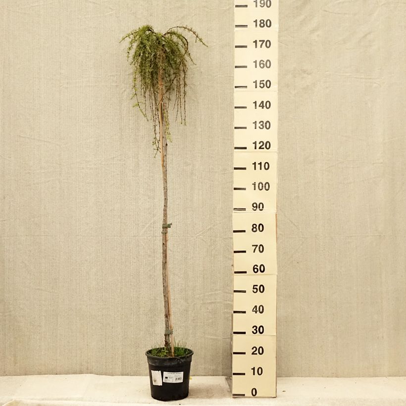 Example of Larix kaempferi Stiff Weeping - Mélèze du Japon Stiff Weeping Pot de 4L/5L, Tige as you get in ete