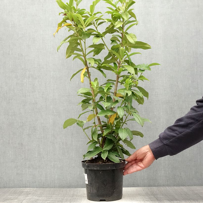 Example of Laurier Cerise Genolia, Prunus laurocerasus Genolia, Laurière Genolia Pot de 3L/4L as you get in ete