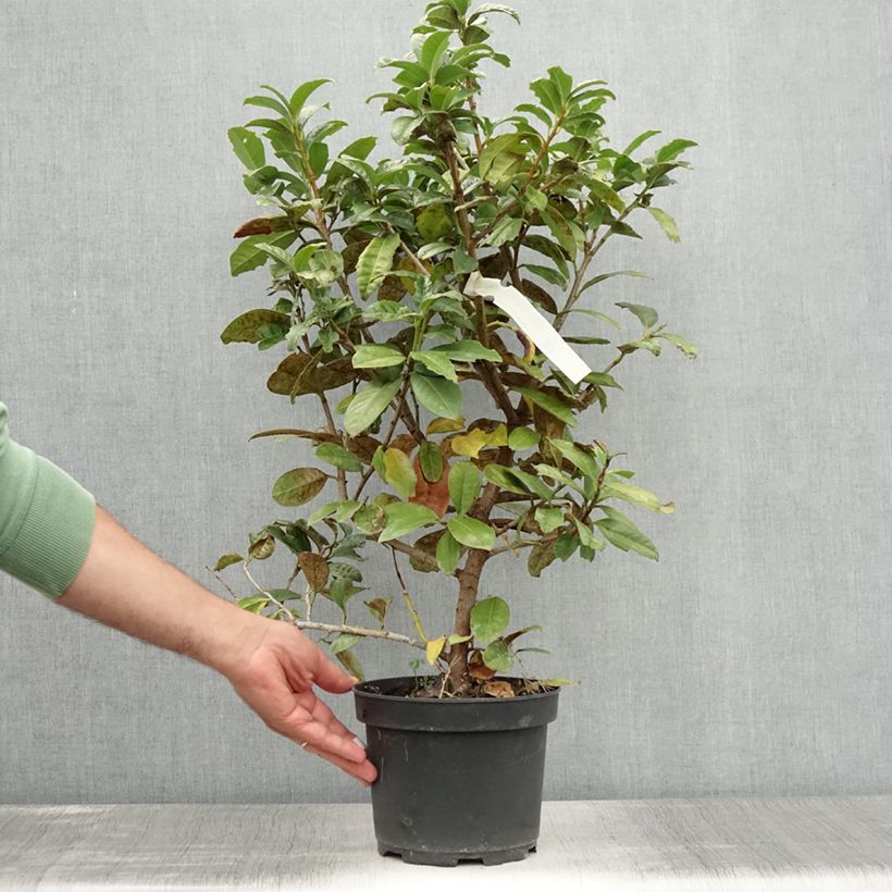 Example of Laurier cerise - Prunus laurocerasus Ani Pot de 3L/4L as you get in ete
