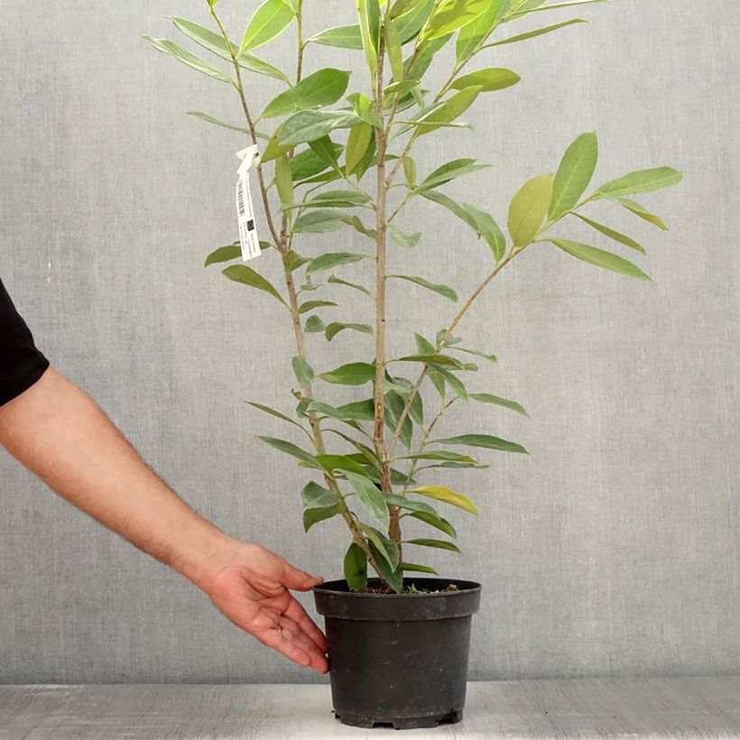 Example of Laurier cerise -  Prunus laurocerasus Caucasica - Laurier Palme - Laurier du Caucase Pot de 3L/4L as you get in ete