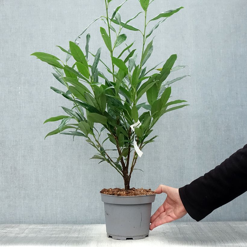 Example of Laurier cerise - Prunus laurocerasus Elly Pot de 3L/4L as you get in automne