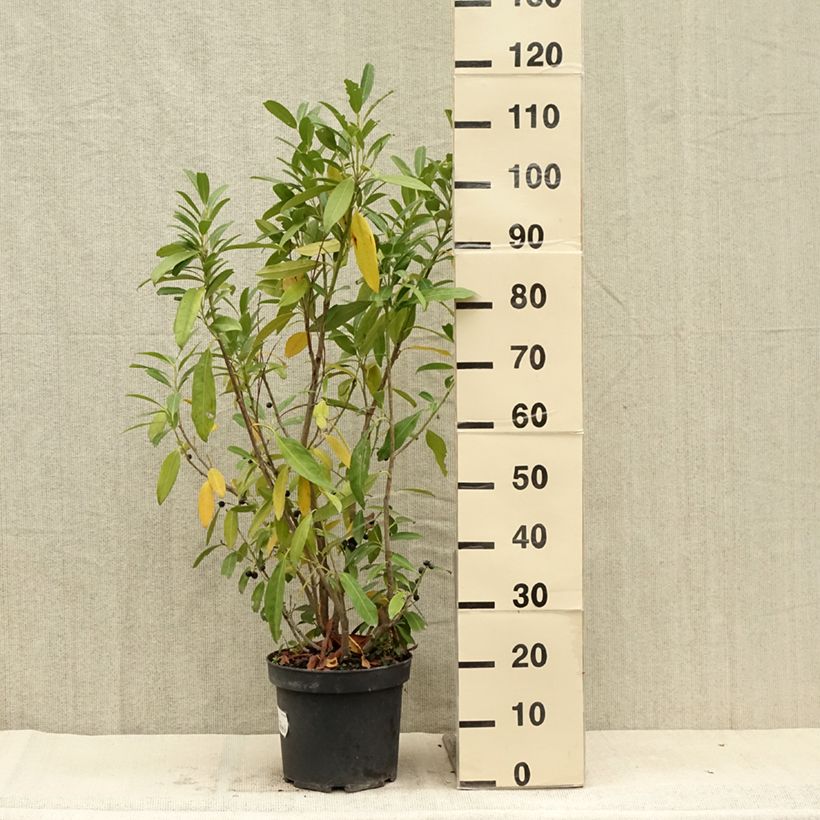 Example of Laurier cerise - Prunus laurocerasus Herbergii Pot de 7,5L/10L as you get in ete
