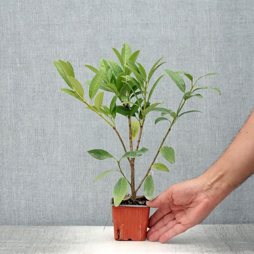 Example of Laurier cerise - Prunus laurocerasus Herbergii Godet de 8/9 cm as you get in ete