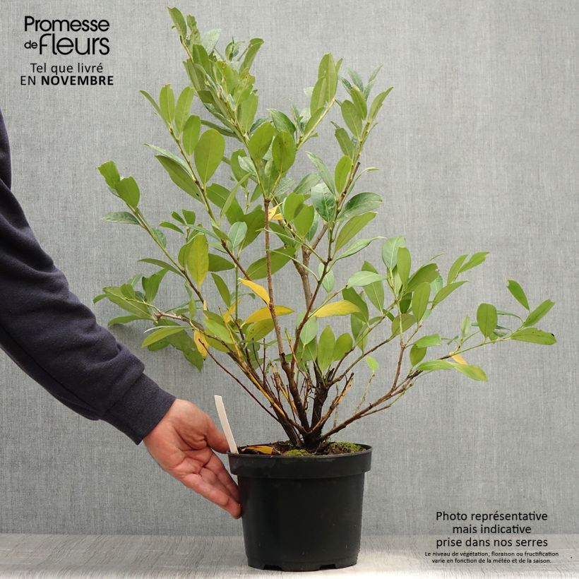 Example of Laurier Cerise - Prunus laurocerasus Mano Pot de 3L/4L as you get in automne