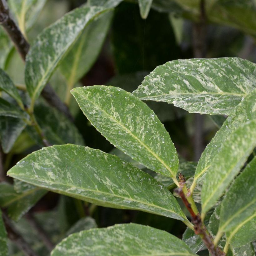 Laurier cerise - Prunus laurocerasus Marbled White (Foliage)