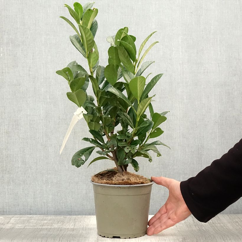 Example of Laurier cerise - Prunus laurocerasus Obelisk Pot de 2L/3L as you get in automne