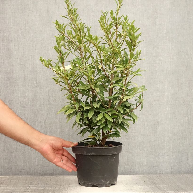 Example of Laurier cerise - Prunus laurocerasus Sofia Pot de 3L/4L as you get in ete