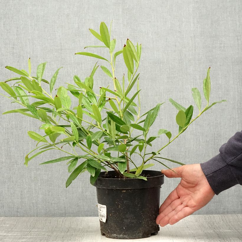 Example of Laurier Cerise Zabeliana - Prunus laurocerasus Pot de 2L/3L as you get in ete