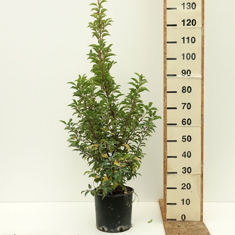 Example of Laurier du Portugal - Prunus lusitanica Brenelia Pot de 7,5L/10L as you get in ete