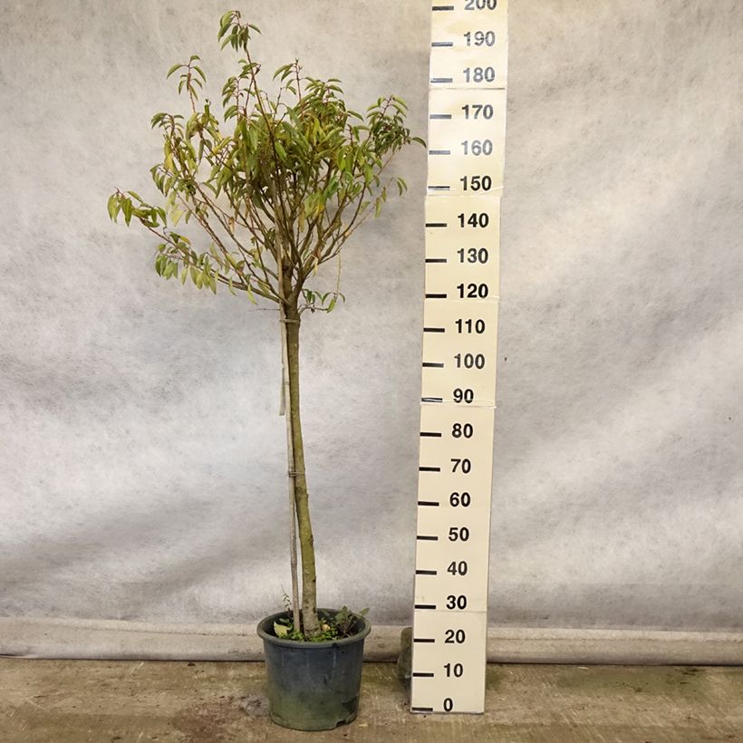 Example of Laurier du Portugal - Prunus lusitanica Myrtifolia Pot de 12L/15L, Demi-Tige as you get in automne