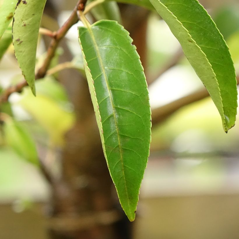 Laurier du Portugal - Prunus lusitanica Myrtifolia (Foliage)