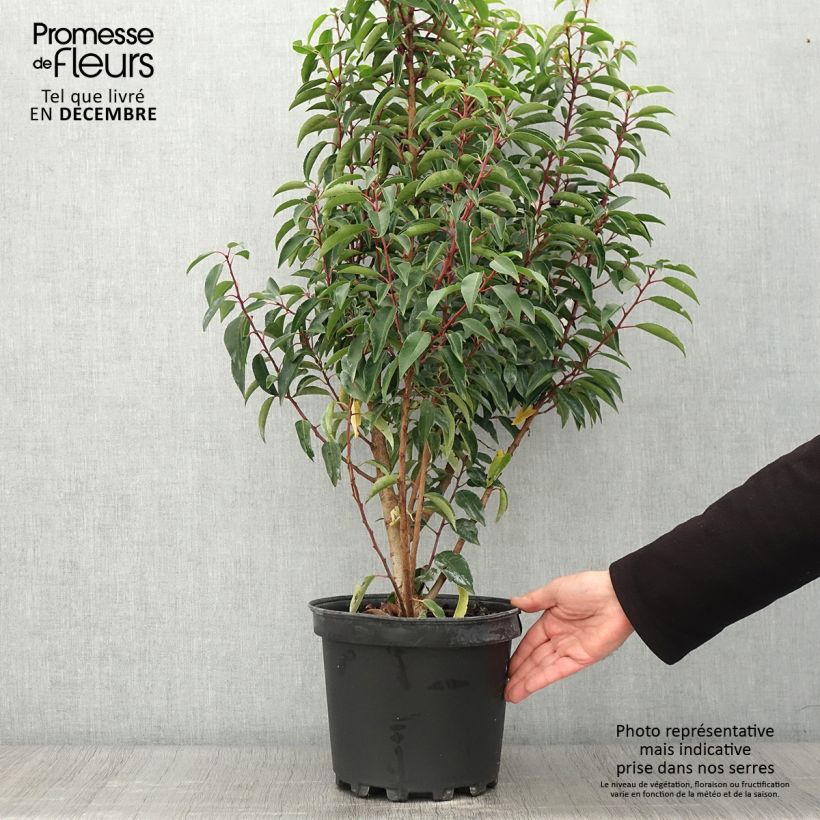 Example of Laurier du Portugal - Prunus lusitanica Myrtifolia Pot de 6L/7L as you get in automne