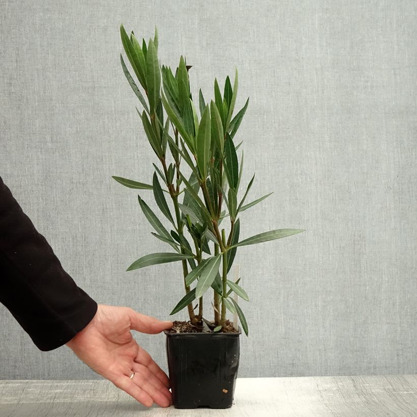 Example of Laurier rose Caro - Nerium oleander Pot de 10 cm/11cm as you get in automne