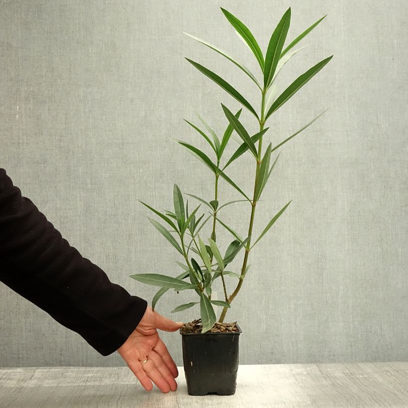 Example of Laurier rose Commandant Barthélemy - Nerium oleander Pot de 10 cm/11cm as you get in automne