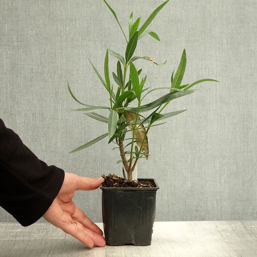 Example of Laurier rose Docteur Ragioneri - Nerium oleander Pot de 10 cm/11cm as you get in automne