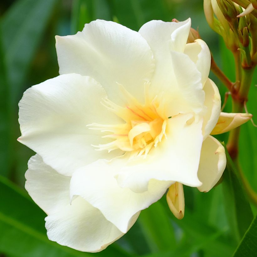 Laurier rose Luteum Plenum - Nerium oleander (Flowering)