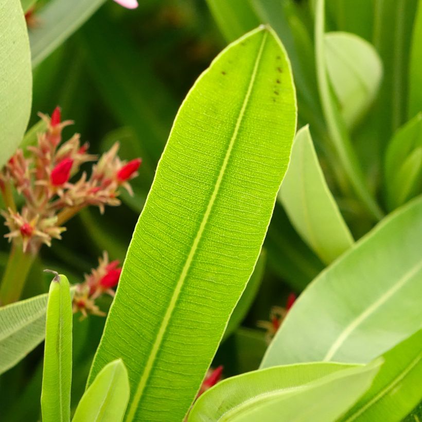 Laurier-rose Magaly – Nerium oleander (Foliage)