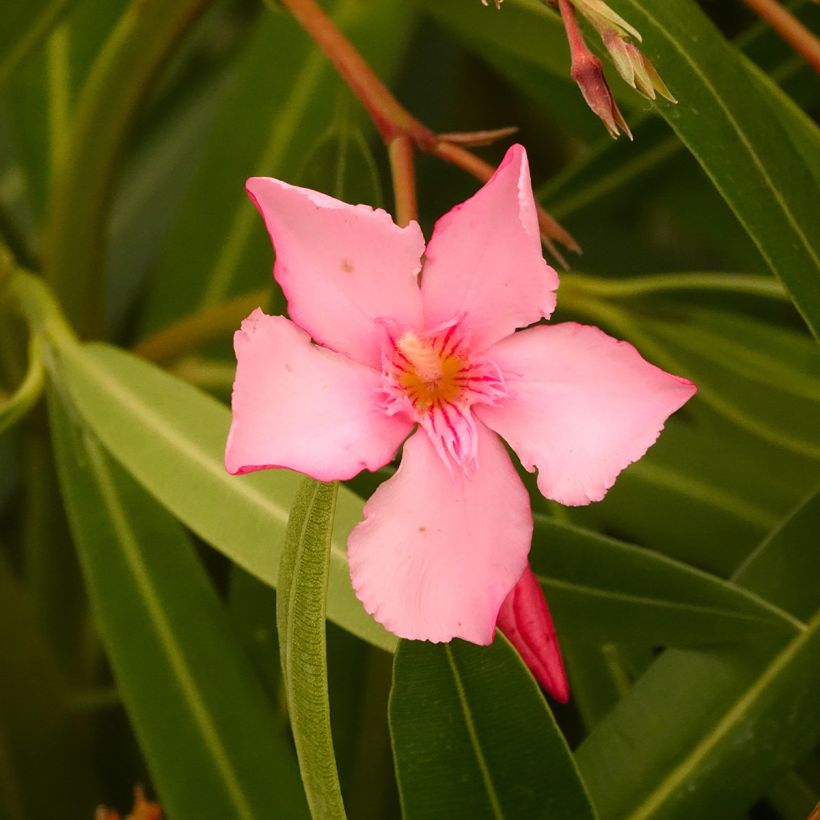 Laurier-rose Margarita – Nerium oleander (Flowering)