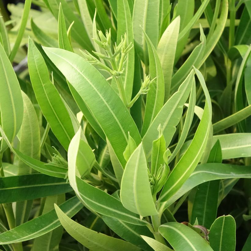 Laurier rose Marie Gambetta - Nerium oleander  (Foliage)