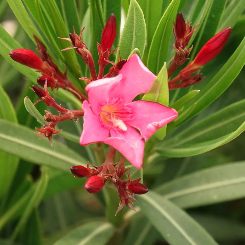 Laurier-rose Maurin des Maures – Nerium oleander (Flowering)