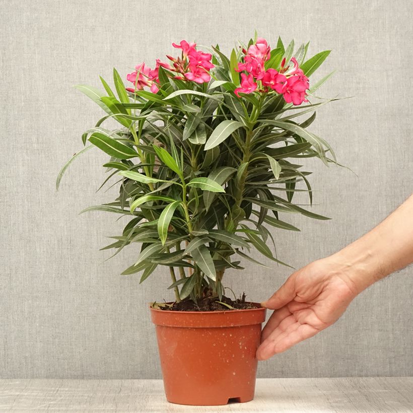 Example of Laurier rose - Nerium oleander Rouge Double Pot de 2L/3L, Buisson as you get in ete