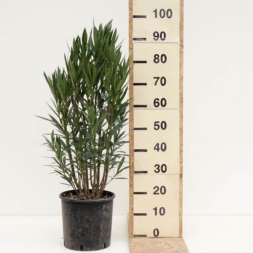 Example of Laurier rose - Nerium oleander Rouge Simple Pot de 6L/7L as you get in hiver