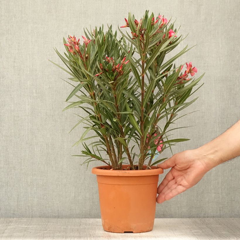 Example of Laurier rose Papa Gambetta - Nerium oleander Pot de 2L/3L, Buisson as you get in ete
