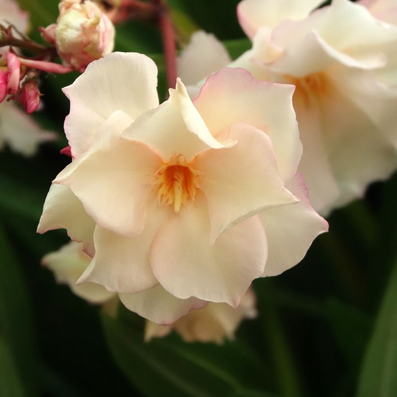 Laurier rose Provence - Nerium oleander (Flowering)