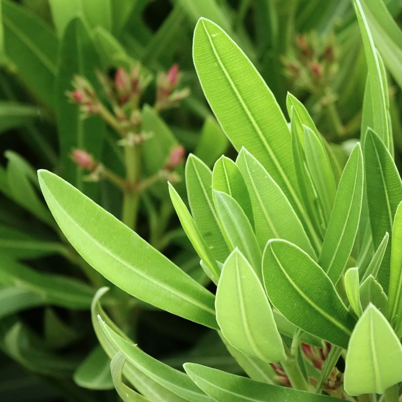 Laurier rose Sealy Pink – Nerium oleander (Foliage)